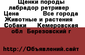 Щенки породы лабрадор ретривер › Цена ­ 8 000 - Все города Животные и растения » Собаки   . Кемеровская обл.,Березовский г.